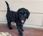 Small Photo #6 Australian Labradoodle Puppy For Sale in SAN ANTONIO, TX, USA