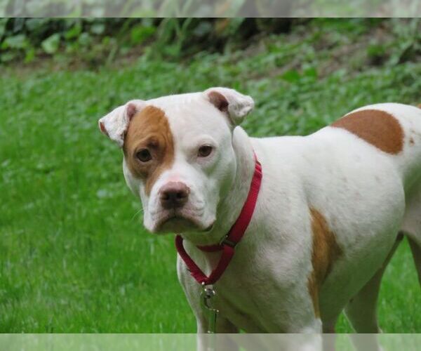 Medium Photo #3 American Pit Bull Terrier-Unknown Mix Puppy For Sale in Binghamton, NY, USA