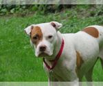 Small #2 American Pit Bull Terrier Mix