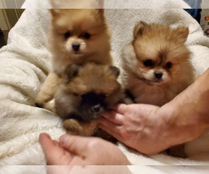 Pomeranian Puppy for sale in ARLINGTON, WA, USA