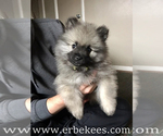 Small Photo #58 Keeshond Puppy For Sale in FAYETTEVILLE, TN, USA