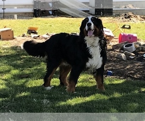 Father of the Bernese Mountain Dog puppies born on 06/17/2023