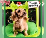 Small Photo #9 Dachshund Puppy For Sale in San Antonio, TX, USA