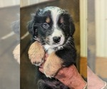 Puppy 4 Australian Shepherd