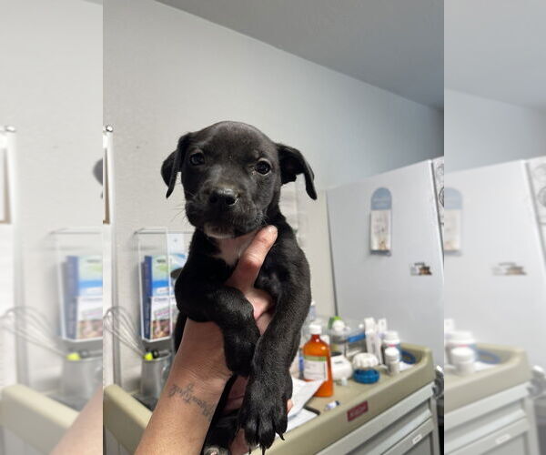 Medium Photo #1 American Pit Bull Terrier-Unknown Mix Puppy For Sale in Bolivar, MO, USA