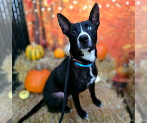 Border Collie-Bullmastiff Mix Dogs for adoption in Long Beach, CA, USA