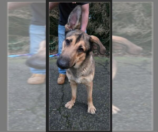 Medium Photo #16 German Shepherd Dog Puppy For Sale in Winston Salem, NC, USA