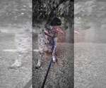 Small Photo #3 Mutt Puppy For Sale in Paso Robles, CA, USA