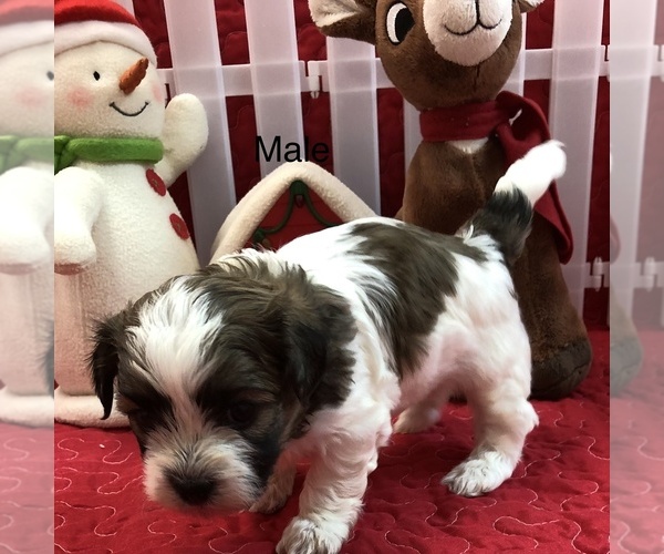 Medium Photo #6 Zuchon Puppy For Sale in SILEX, MO, USA