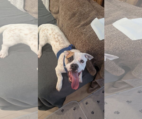 Medium Photo #1 Mutt Puppy For Sale in Aurora, CO, USA