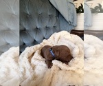 Puppy Dark blue Puppy Chesapeake Bay Retriever