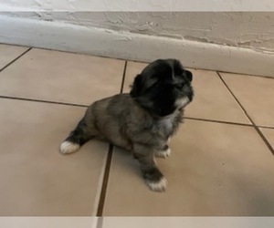 Shih Tzu Dog for Adoption in CLEARWATER, Florida USA