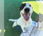 Small #2 American Staffordshire Terrier-Pointer Mix
