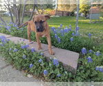 Small Photo #13 Mutt Puppy For Sale in Euless, TX, USA