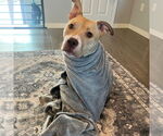Small #3 American Pit Bull Terrier Mix