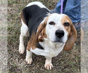 Bagle Hound Dogs for adoption in Batavia, OH, USA