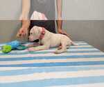 Small Photo #59 Dogo Argentino Puppy For Sale in BROOMALL, PA, USA