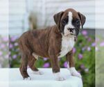Small #3 Boxer