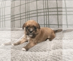 Small Photo #43 Puggle-Shih Tzu Mix Puppy For Sale in NEW YORK MILLS, MN, USA