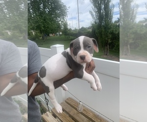 American Pit Bull Terrier Puppy for sale in EATONTOWN, NJ, USA