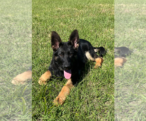 German Shepherd Dog Puppy for sale in COCOA, FL, USA