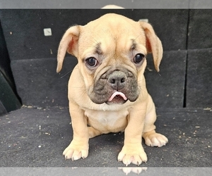French Bulldog Puppy for sale in PHILADELPHIA, PA, USA