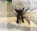Small French Bulldog