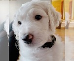 Puppy 2 Goldendoodle-Poodle (Standard) Mix