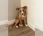 Small #6 Labrador Retriever Mix