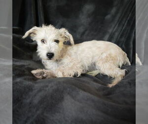 Norfolk Terrier-Poodle (Toy) Mix Dogs for adoption in Albuquerque, NM, USA