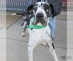 Small #2 Great Dane Mix