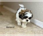 Small #1 Shih Tzu