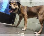 COPPERHEAD - Male Mutt Dog for Adoption - Small photo