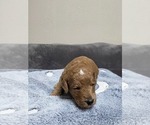 Small Photo #23 Goldendoodle Puppy For Sale in COLLINSVILLE, IL, USA