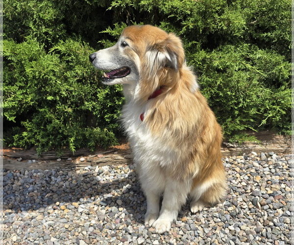 Medium Photo #4 Collie Puppy For Sale in Albuquerque, NM, USA