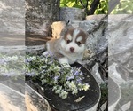 Small #1 Pomsky