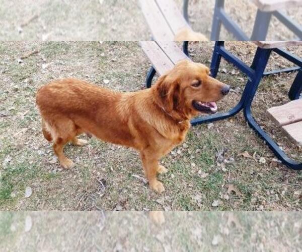 Medium Photo #1 Golden Retriever Puppy For Sale in LEON, KS, USA