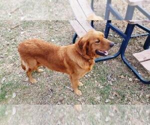 Mother of the Golden Retriever puppies born on 09/05/2025