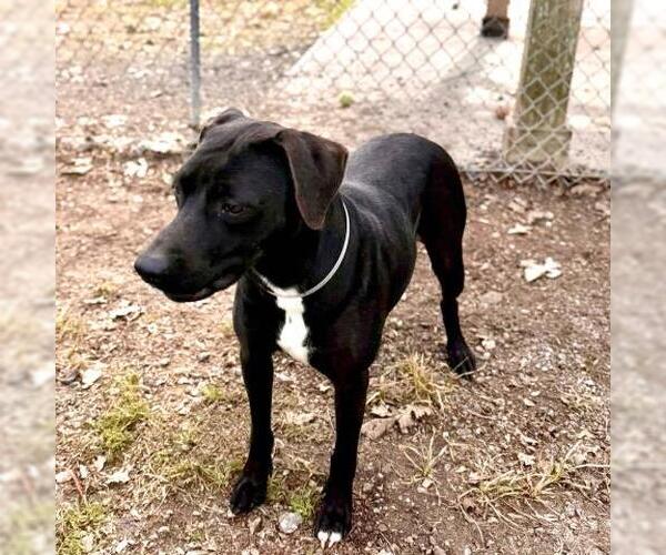 Medium Photo #1 Labrador Retriever-Unknown Mix Puppy For Sale in Conroe, TX, USA