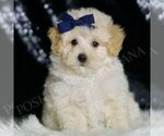 Puppy Vino Maltipoo (Miniature)