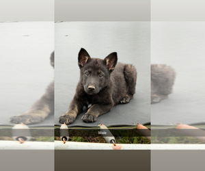 German Shepherd Dog Puppy for Sale in SPARTANBURG, South Carolina USA