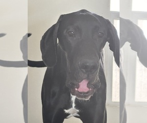 Great Dane Puppy for sale in CHINO, CA, USA