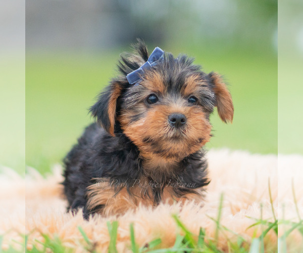 Medium Photo #41 Yorkshire Terrier Puppy For Sale in WARSAW, IN, USA