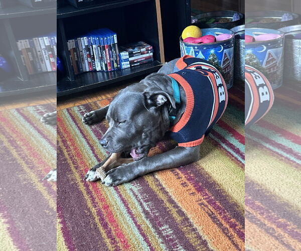 Medium Photo #3 American Pit Bull Terrier-Unknown Mix Puppy For Sale in Crete, IL, USA