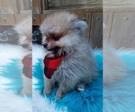 Small Photo #9 Pomeranian Puppy For Sale in CARTHAGE, TX, USA