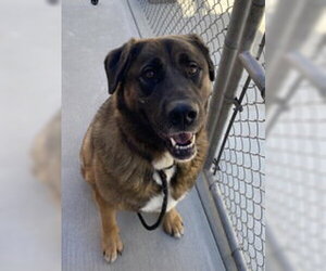 Akita Dogs for adoption in Salinas, CA, USA