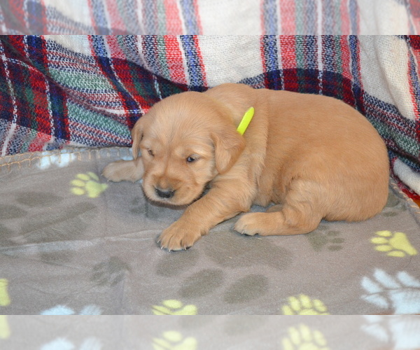 Medium Photo #17 Golden Retriever Puppy For Sale in OWEN, WI, USA