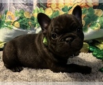 Small Photo #1 French Bulldog Puppy For Sale in BOLIVAR, MO, USA