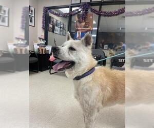 Akita-Unknown Mix Dogs for adoption in Sugar Land, TX, USA