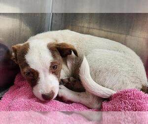 Chihuahua-Unknown Mix Dogs for adoption in San Antonio, TX, USA